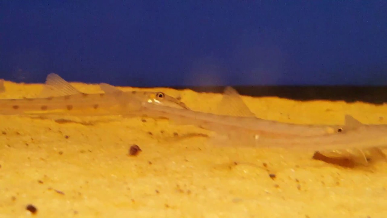 Horseface Loach - Acantopsis&nbsp;dialuzona