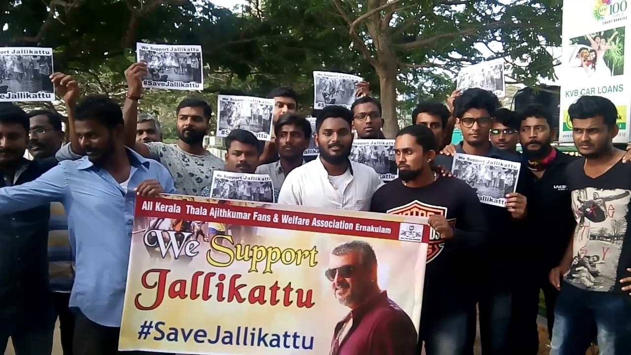 ERNAKULAM THALA AJITH FANS SUPPORTING JALLIKTTU.