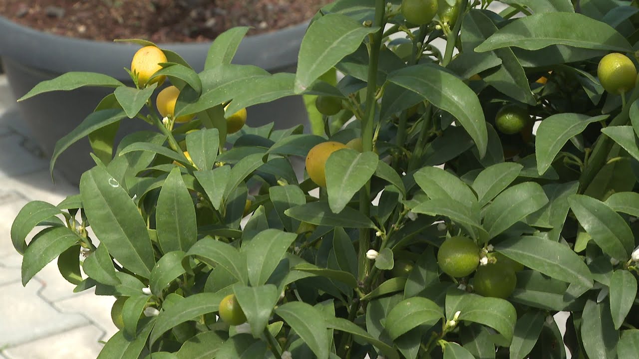 Kertbarát - a citrusok, pálmák virágkorát hozza az éghajlatváltozás?