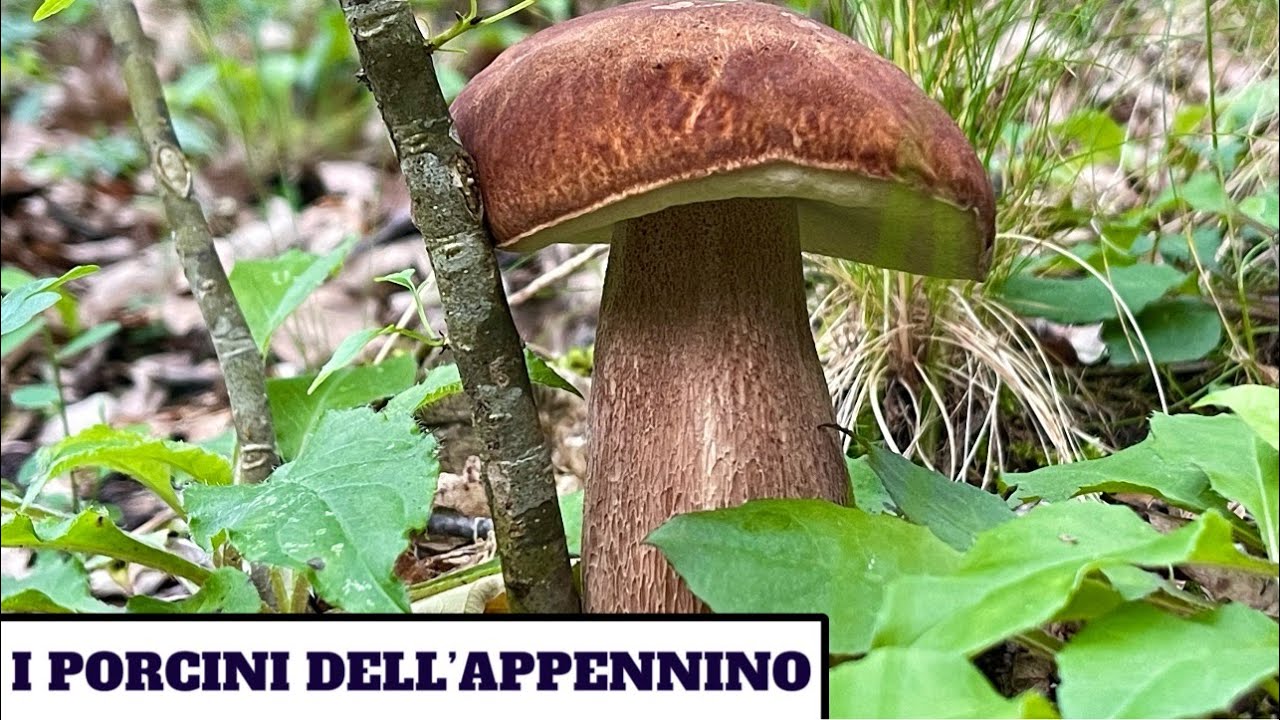 I PORCINI DELL'APPENNINO
