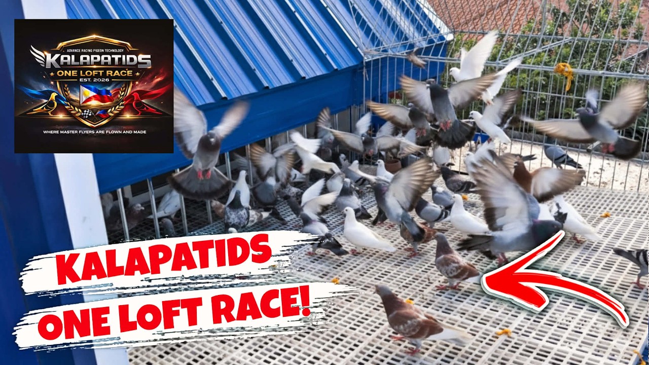 VLOGGERS ONE LOFT RACE MERON NA SA PILIPINAS!