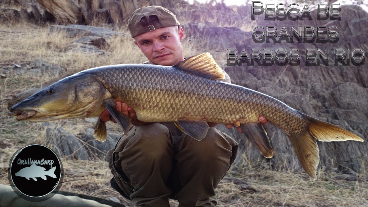 Pesca de grandes barbos en rio 2022