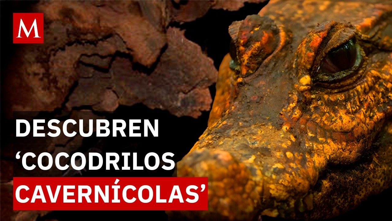 ¡Increíble descubrimiento! Cocodrilos enanos anaranjados en África central
