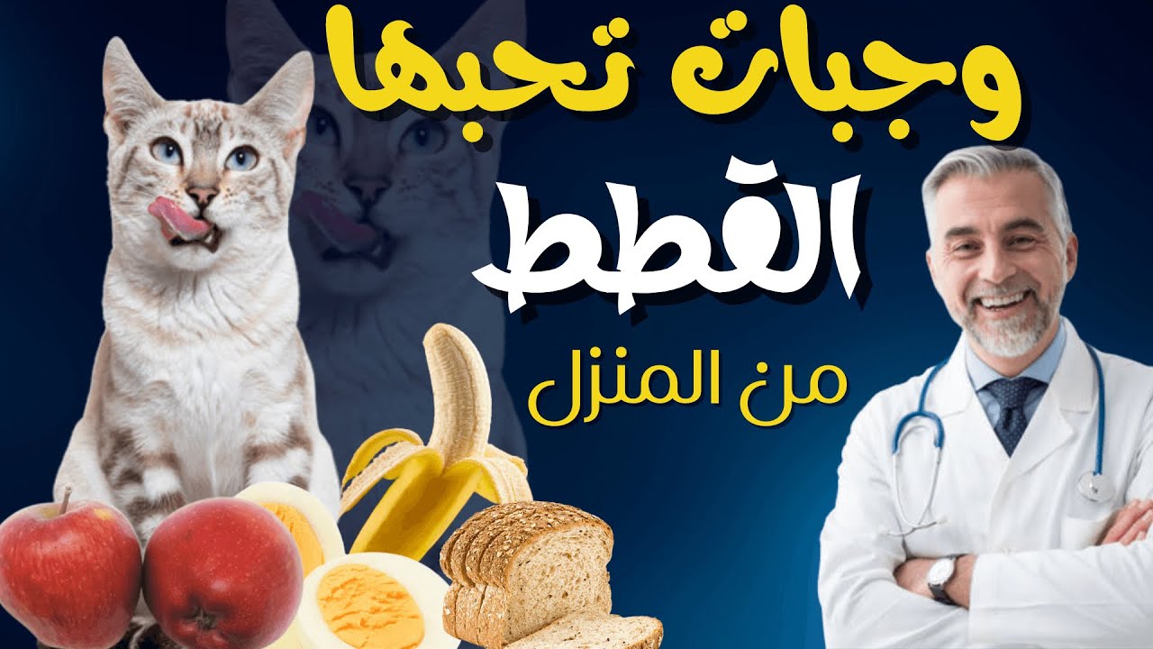 طعام القطط:ماذا تحب أن تأكل القطط؟ 7 أطعمة مفضلة للقطط لن تتوقعها!