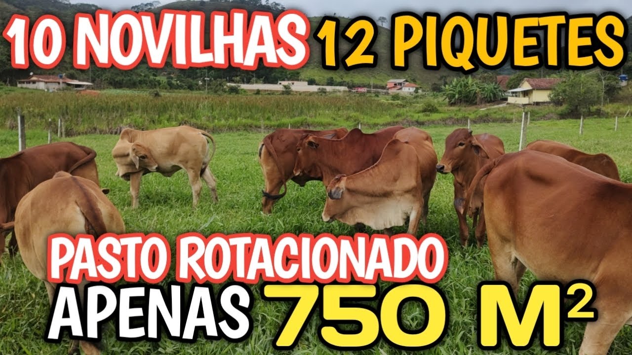 60 dias de Projeto rotacionado, 12 piquetes de 750 metros quadrados, 10 novilhas Sindnel 