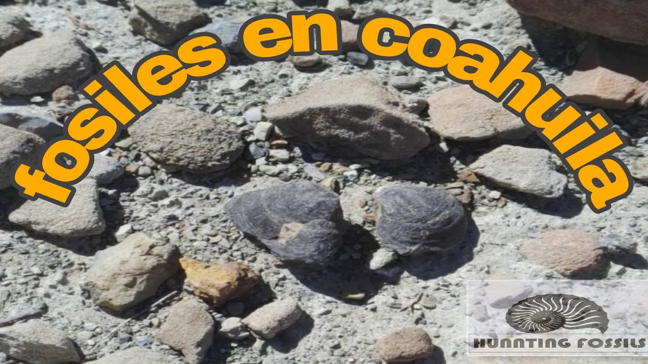 #cretasico #fosiles en #coahuila