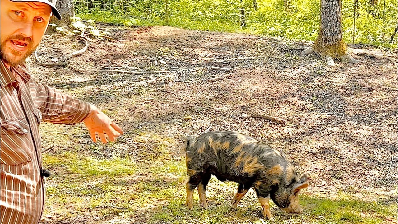 Idaho Pasture Pig on the Homestead!