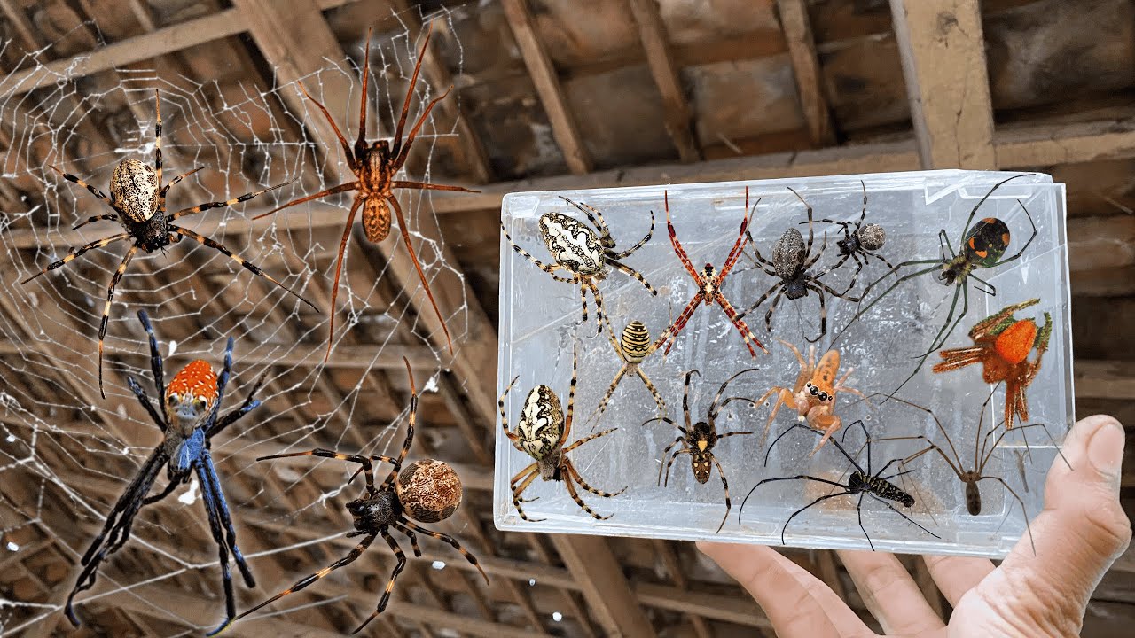 Hunting Top spider in arround us !! strawberry spiders, orb weaver spider,Gagamba