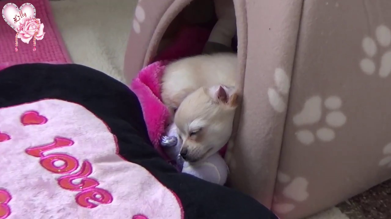 Chihuahua poil long : S'installe 1