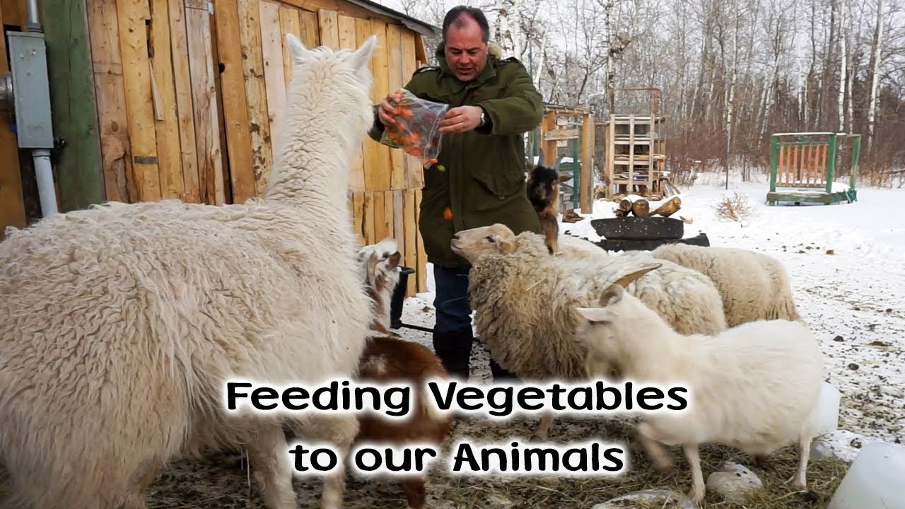 Feeding Vegetables To Our Pigs, Goats, Sheep and Rabbit