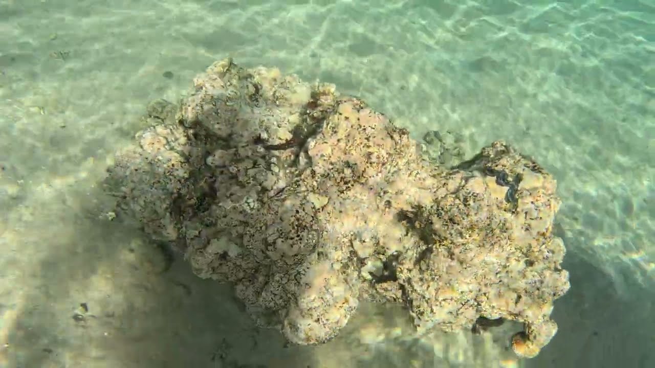 Snorkelling Red Sea Stella Makadi Beach Resort