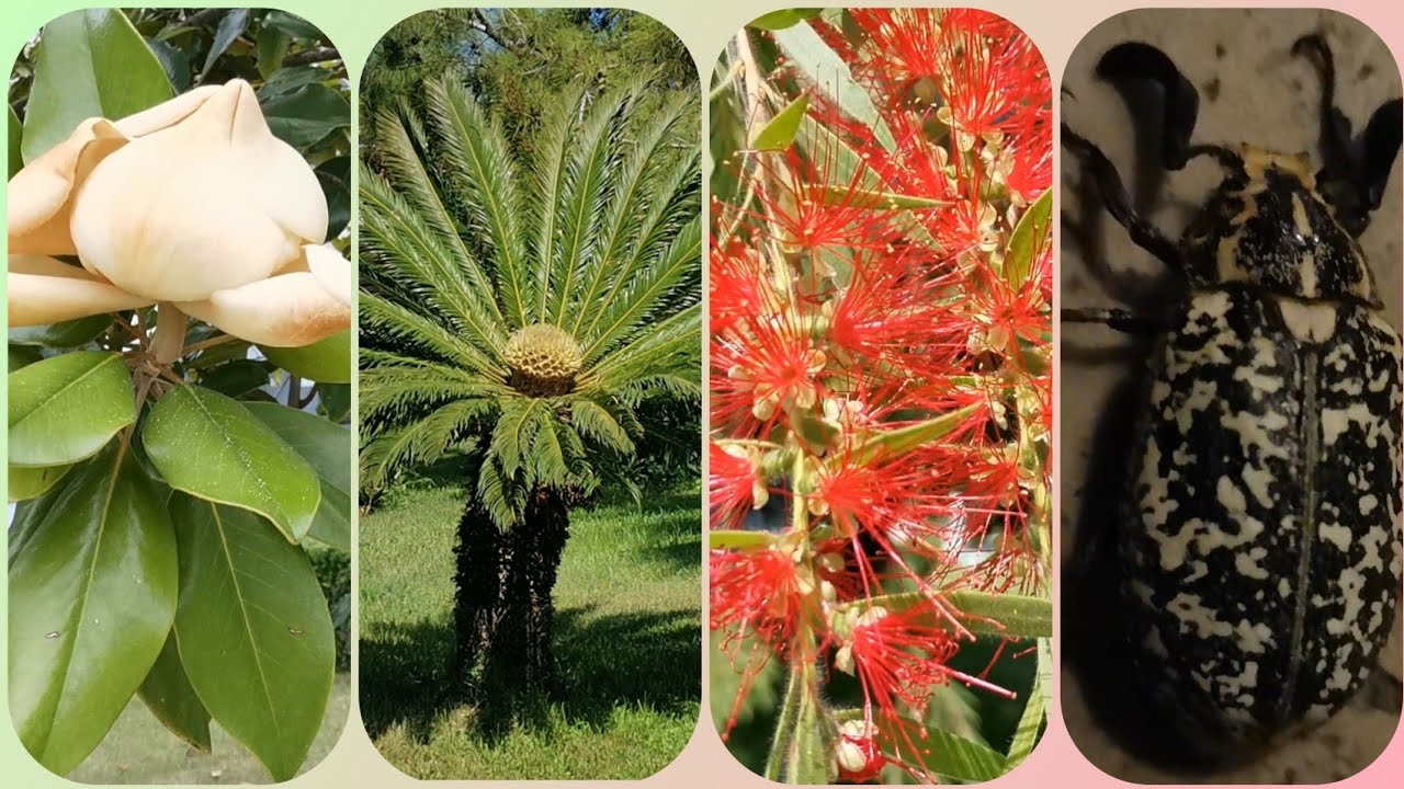 Флора и фауна😅 при отеле Euphoria palm beach resort. T&uuml;rkei