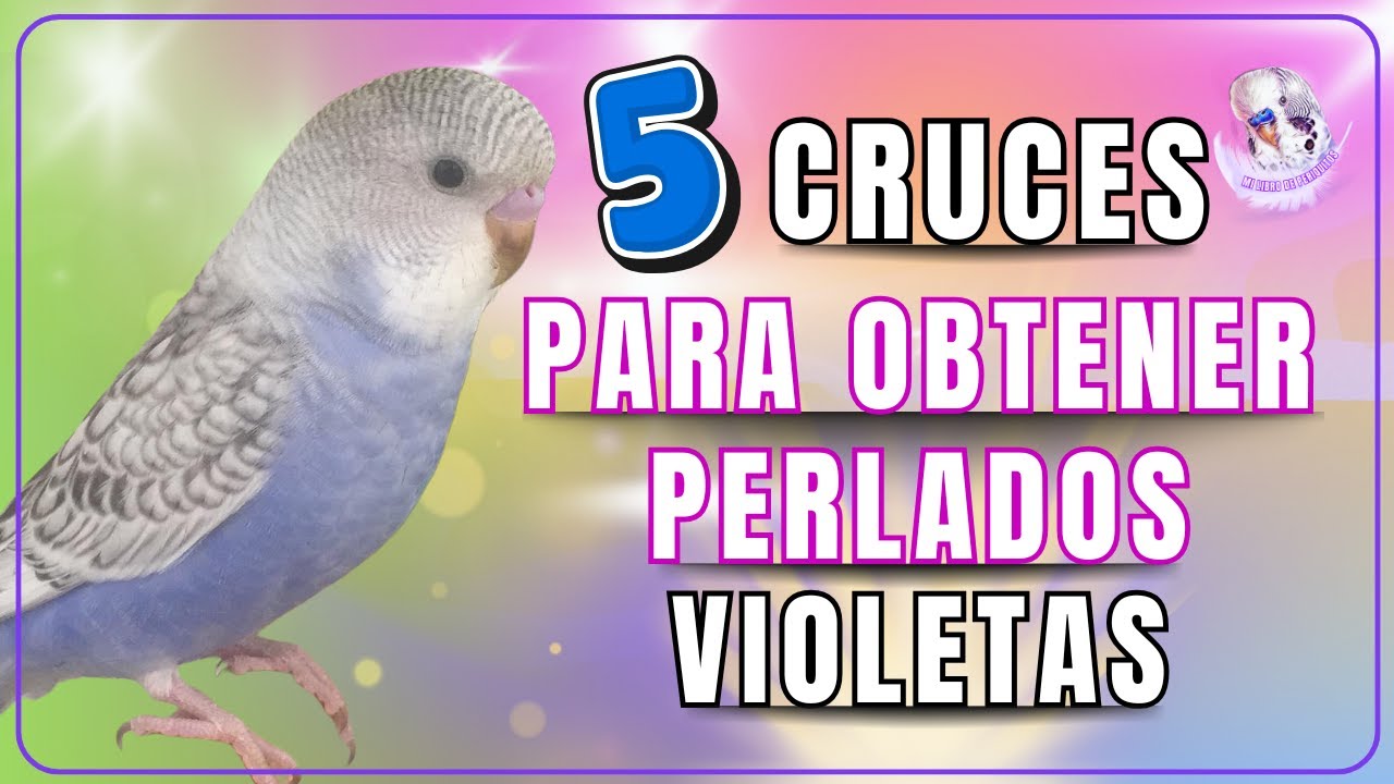 🦜 CÓMO obtener PERIQUITOS VIOLETAS PERLADOS: Los 5 Cruces que NADIE te cuenta