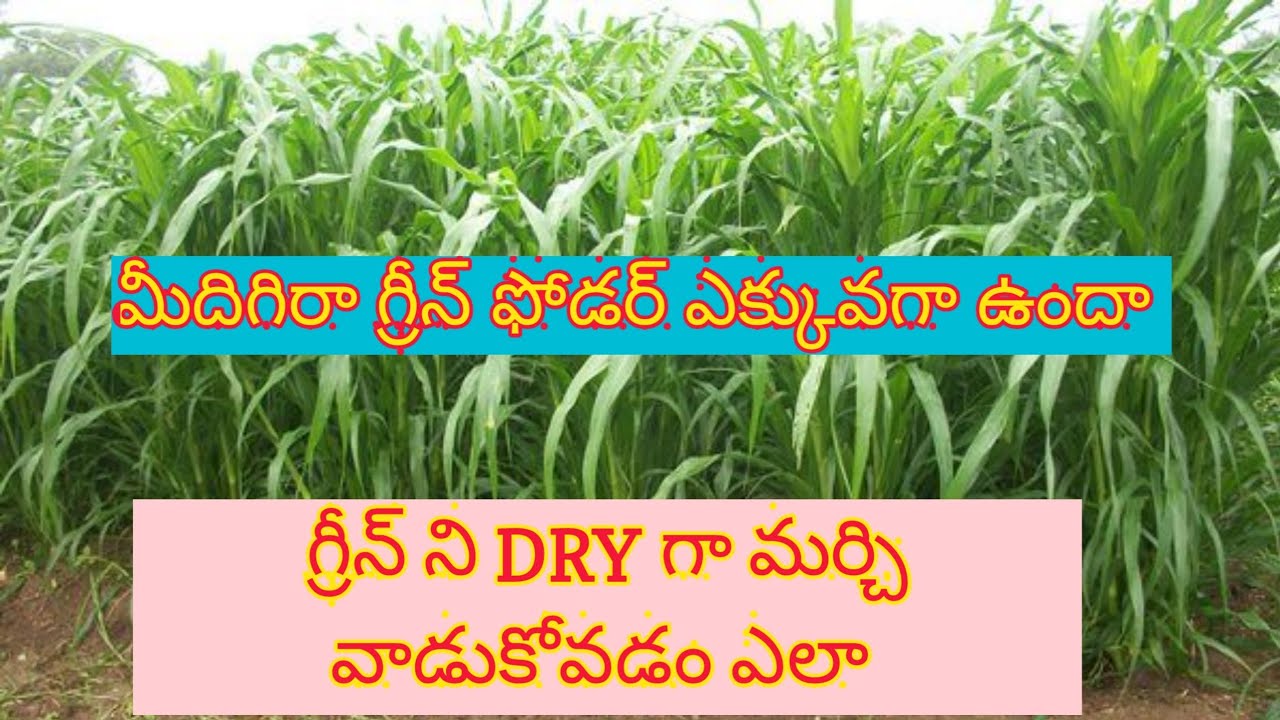 Converting Green Fodder into Dry and how to Use for Livestock - April 2, 2023