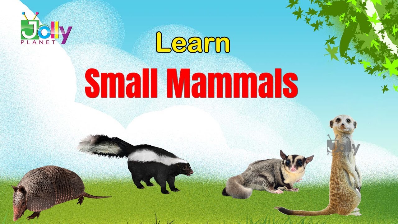 Learn Small Mammals for Kids | Mammals with Pictures | What are Small Mammals Names/Mammals for kids