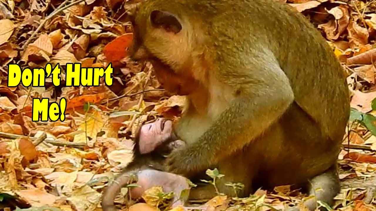 Pitiful! Why This Male Monkey Pulled This Baby So Hard Like This? While Her Mom Was Not Here.