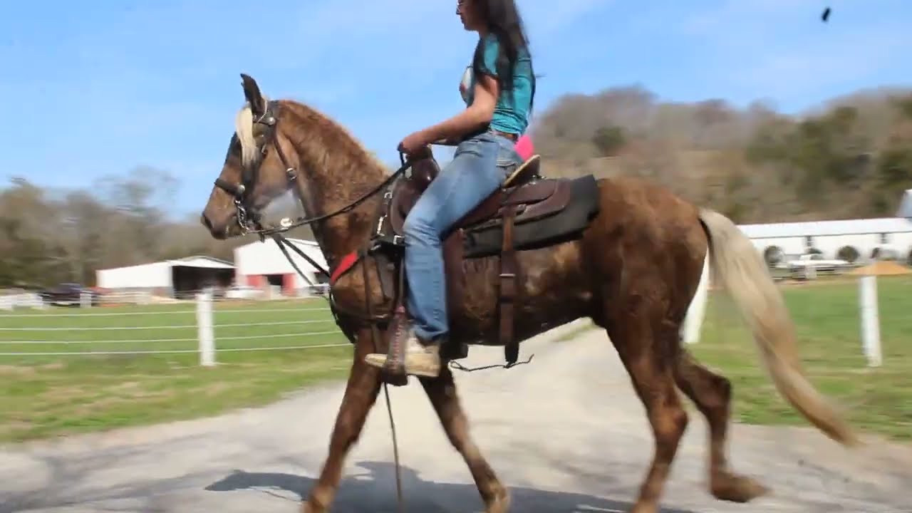 MCF Sandstorm Silver Dapple trail gelding for sale at McNatt Farms