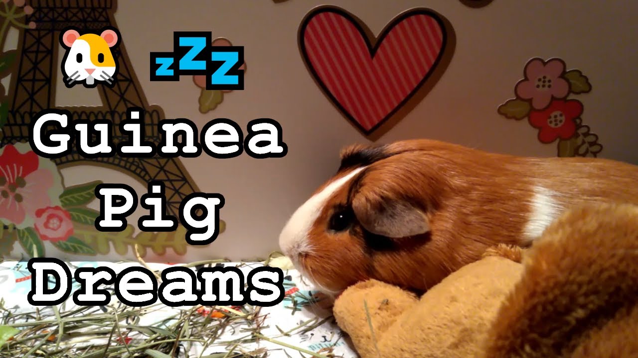 Guinea Pig Bliss and Relaxation 🐹💤