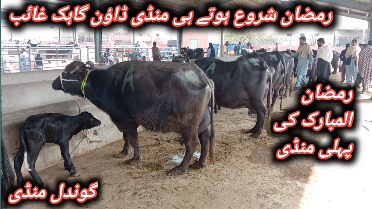 Top Quality Highest Milking And Pregnant Murrah Nili Ravi Buffaloes For Sale At Gondal Mandi Attock 