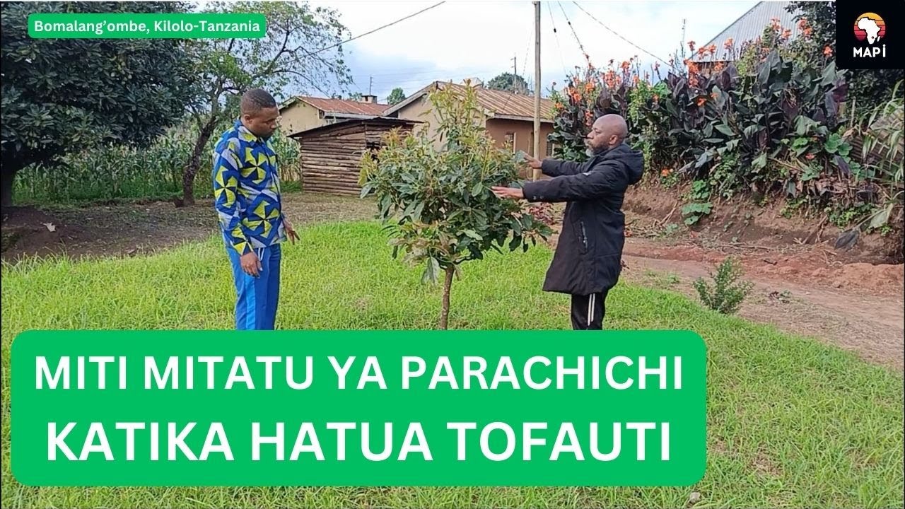 Miti mitatu ya parachichi katika hatua tofauti Kilolo Iringa #avocado #iringa #tanzania