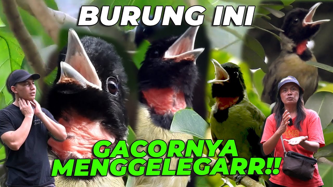 KICAUAN BURUNG SAMYONG BIKIN BURUNG LAIN DI AVIARY MINDER ❗😱