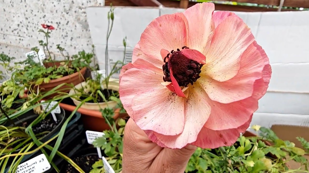 🌸Nowości kwietne, wianeczniki [hedychium], r&oacute;żne szczawiki i inne z wyprzedaży sprzed kilku miesięcy