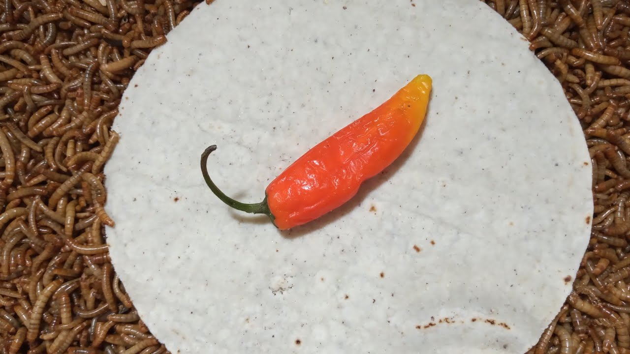 TENEBRIOS COMIENDO  🐛🌶️