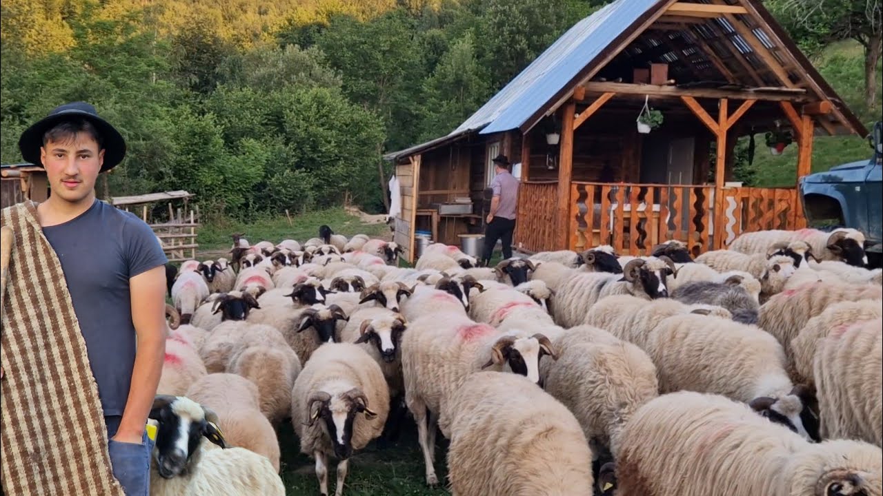 STÂNA FRAȚILOR BODESCU DE LA ȘEREL, MULSUL OILOR/ URSUL ÎI VIZITEAZĂ ÎN ULTIMA VREME