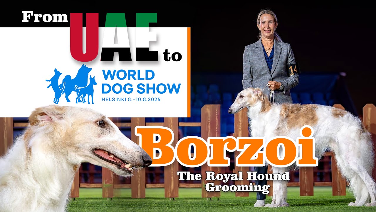 UAE’s Champion Borzoi Gets Groomed for World Dog Show 2025 🇦🇪 Russia’s Royal Hound in UAE😍✅