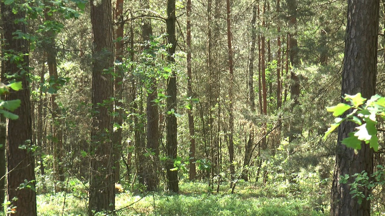 Kornik ostrozębny w bialskopodlaskich lasach