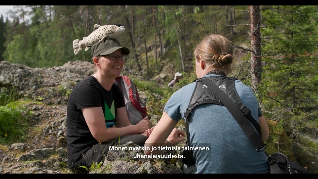 Brown Trout in Northeastern Finland: jakso Koillismaan taimenesta