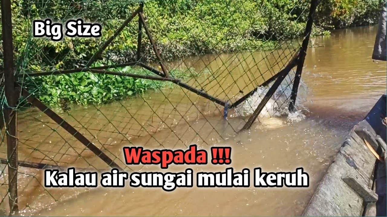 Rejeki‼️ Musim air surut telah tiba - Saatnya berburu ikan Baung dan ikan monster