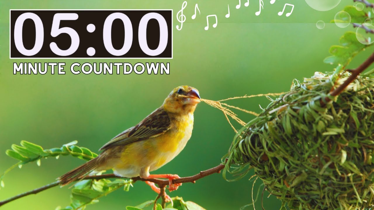 Relaxing Nature Spring Birds| 5 Minute Countdown Kids Timer | Spring Animals | Classroom Management