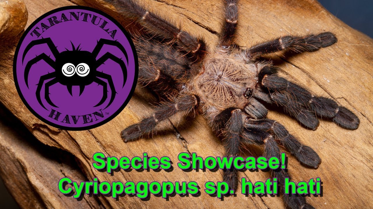 Species Showcase!  Cyriopagopus sp. hati hati