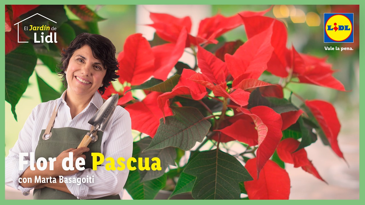 Cuidados de la Flor de Pascua 🌺🎄| El Jardín De Lidl | Lidl España