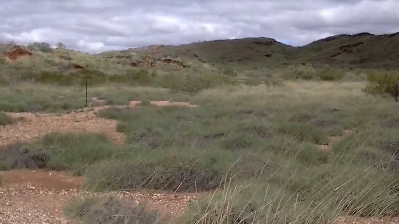 Spinifex - great Aussie grasses!