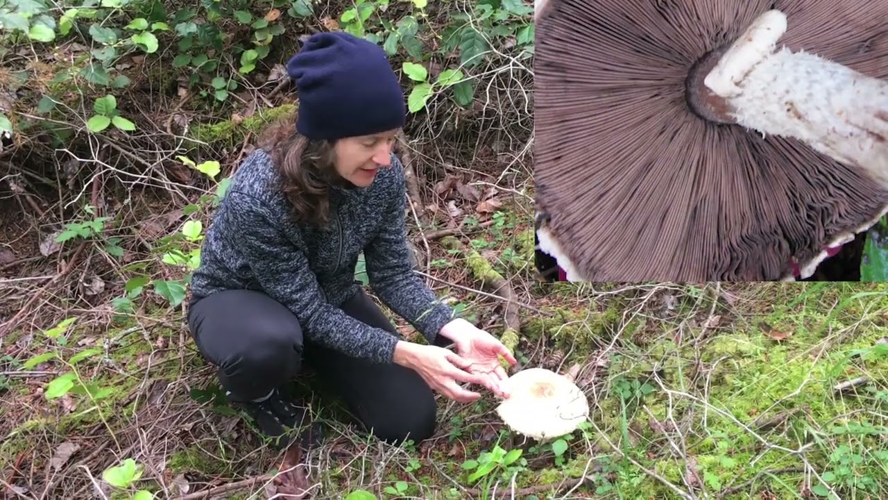 Prince Mushooms - The KING of edible mushrooms