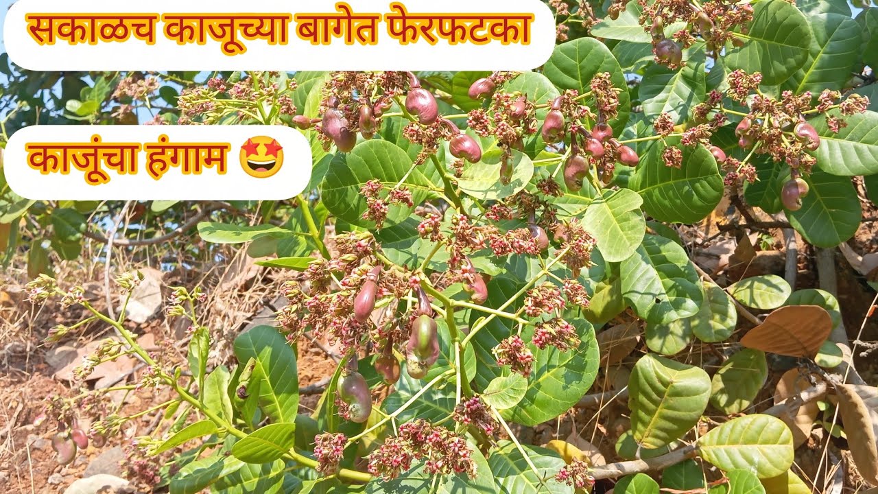 सकाळच काजूच्या बागेत फेरफटका 😃काजूंचा हंगाम🤩  रानातील आंब्याना तुफान मोहर 🌱