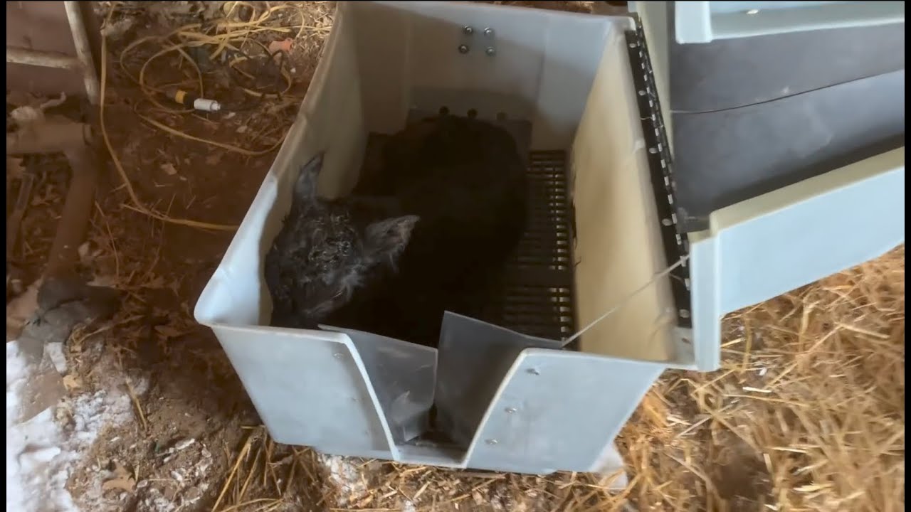 Peterson Bros Calf Warmer Demo 2022