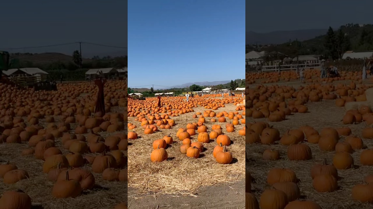Visiting the first pumpkin patch #chatsworthcottage