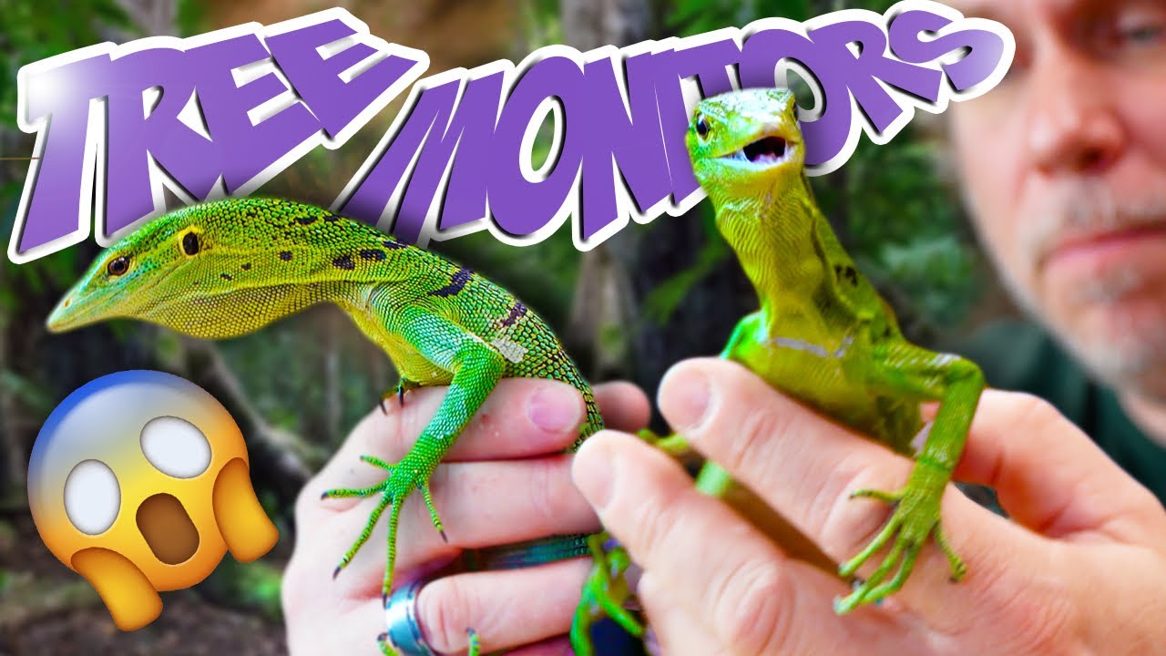 UNBOXING GREEN TREE MONITORS!! FOR MY REPTILE ZOO!! | BRIAN BARCZYK