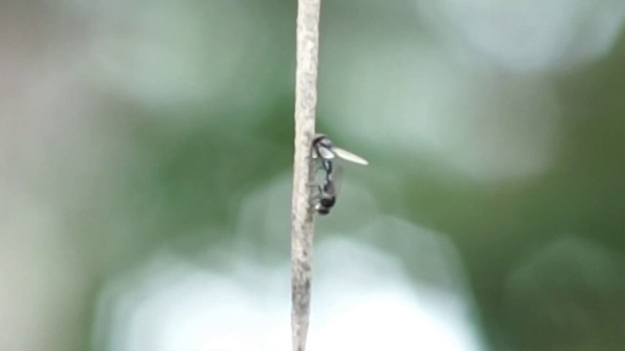 mating insect. its is fly, or wasp?
