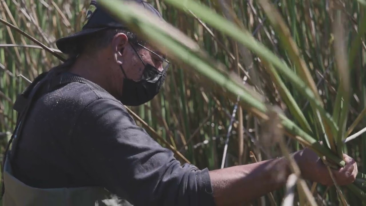 A'Sooq Harvesting - Kumeyaay Community College