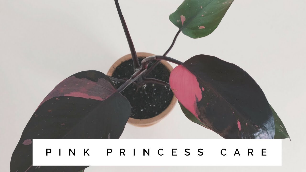 philodendron pink princess care | easy to care for house plant