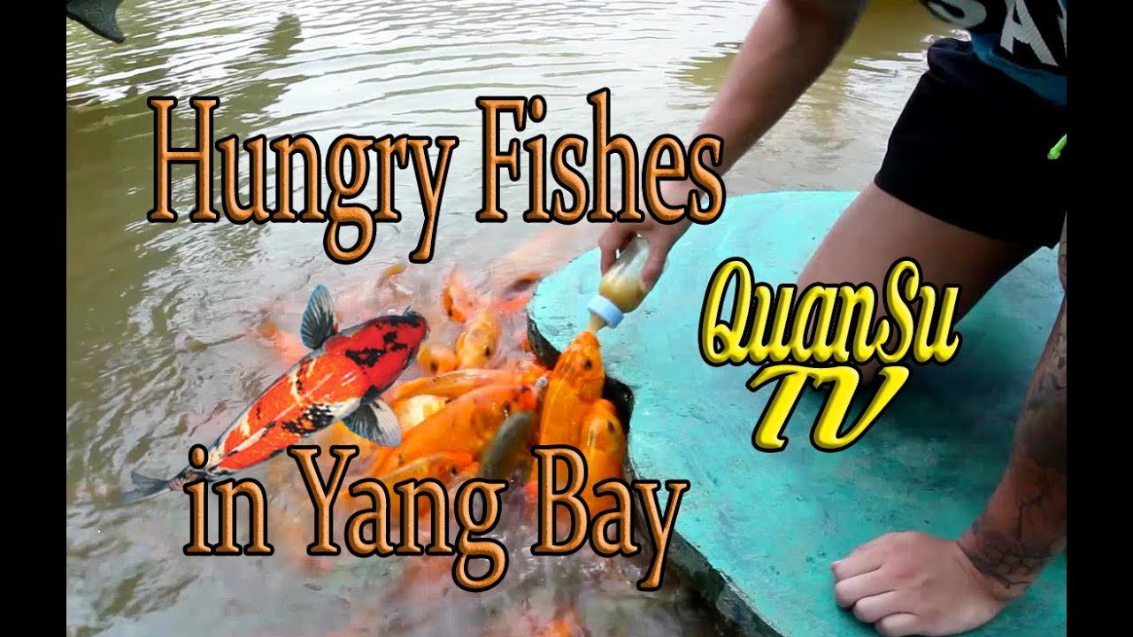 FEEDING HUNGRY FISHES IN YANG BAY WATERFALL!