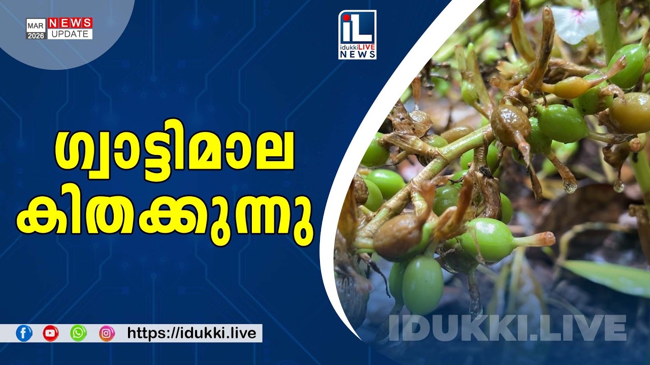 ഇടുക്കിയിലെ ഏലം കർഷകർക്ക് പ്രതീക്ഷയേകി ഗ്വാട്ടിമാലയുടെ കിതപ്പ്