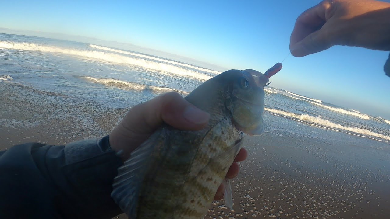 Surf Perch fishing using  2