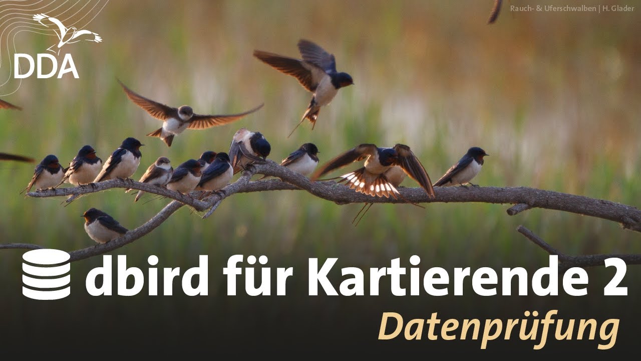 dbird f&uuml;r Kartierende: Datenpr&uuml;fung