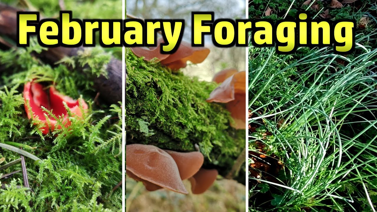 February Foraging - Scarlet Elf Cup, Wood Ears, Crow Garlic