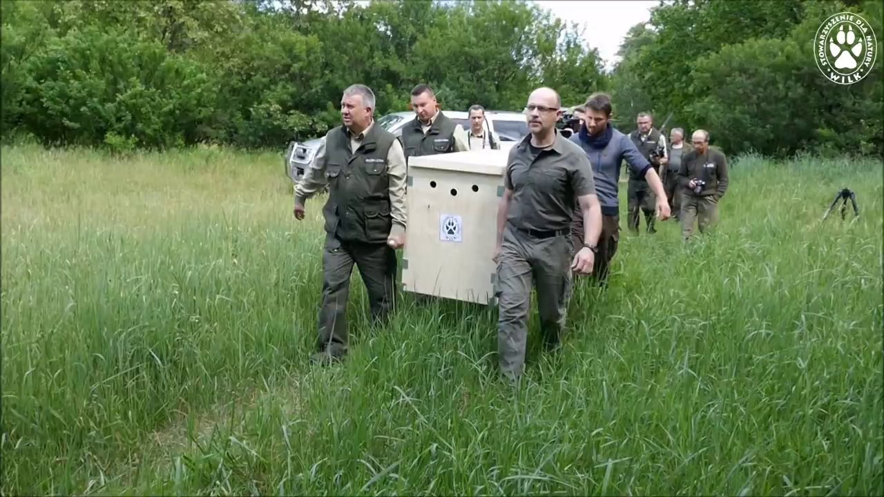Kampinos powrócił do puszczy